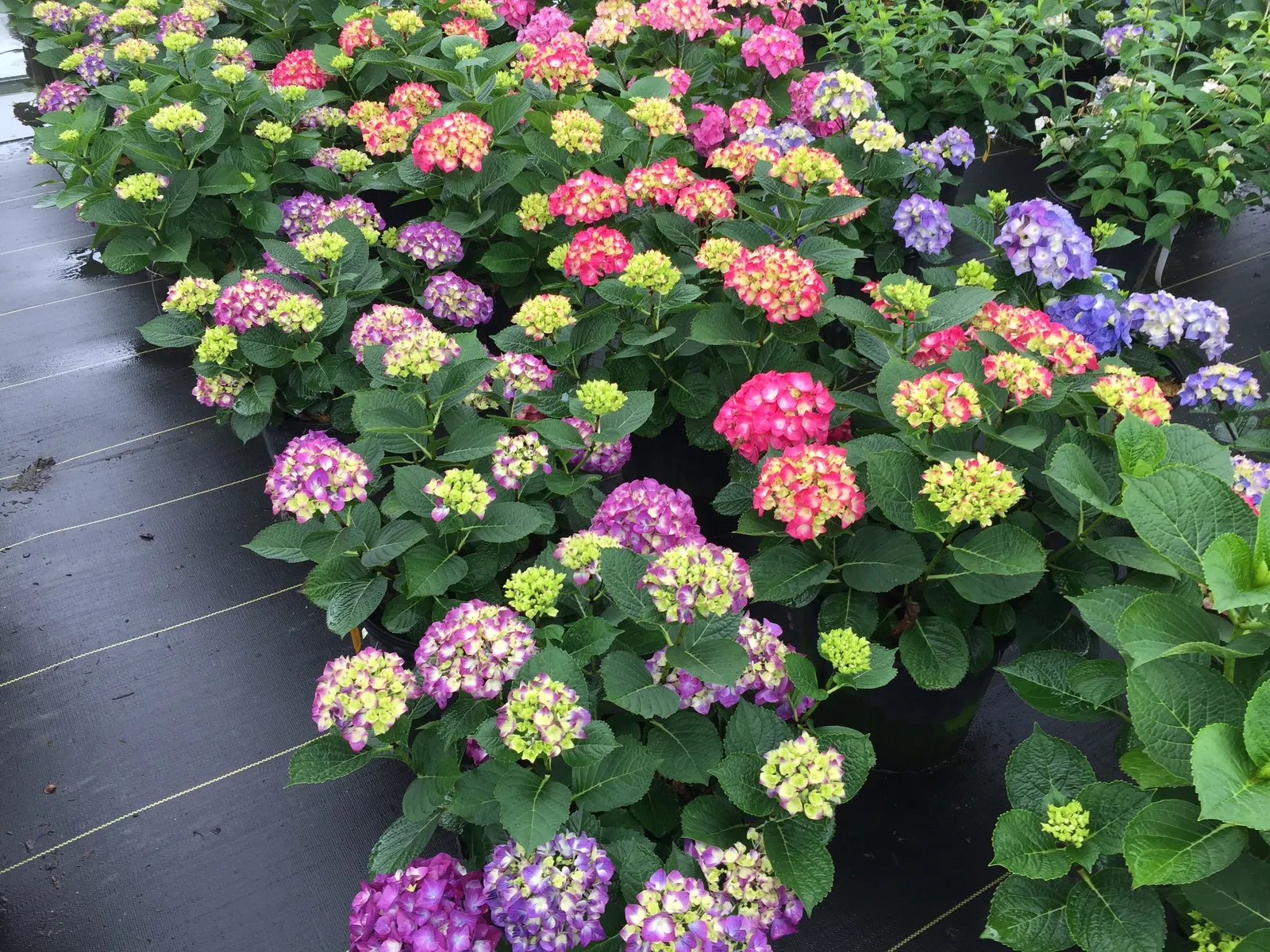 Wee Bit Giddy® Bigleaf Hydrangea (Hydrangea macrophylla) — This Proven Winners® shrub grows 18-24 inches tall and up to 30 inches wide