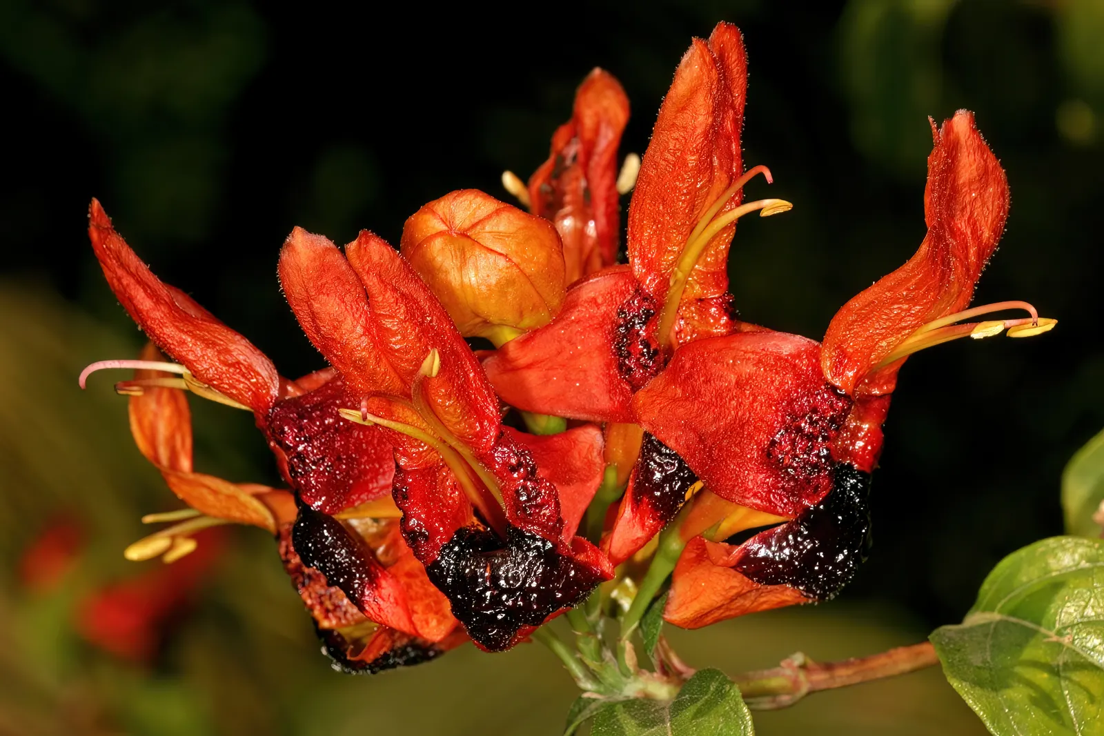 Rabbit Ears Plant (Ruttya Fruticosa) — perennial with orange blooms