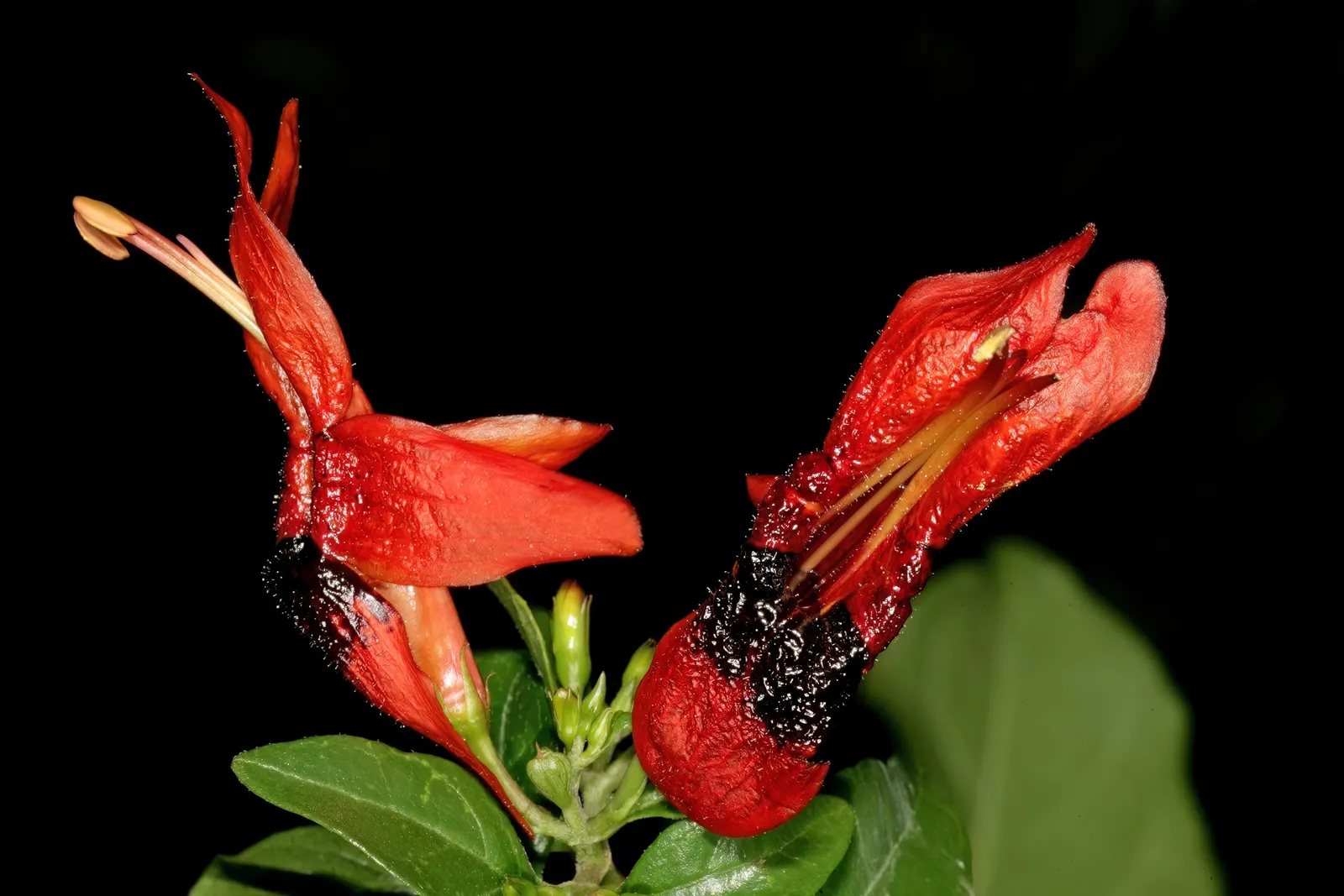 Rabbit Ears Plant (Ruttya Fruticosa) — It's important to note that while Rabbit Ears Plant is a stunner in the garden