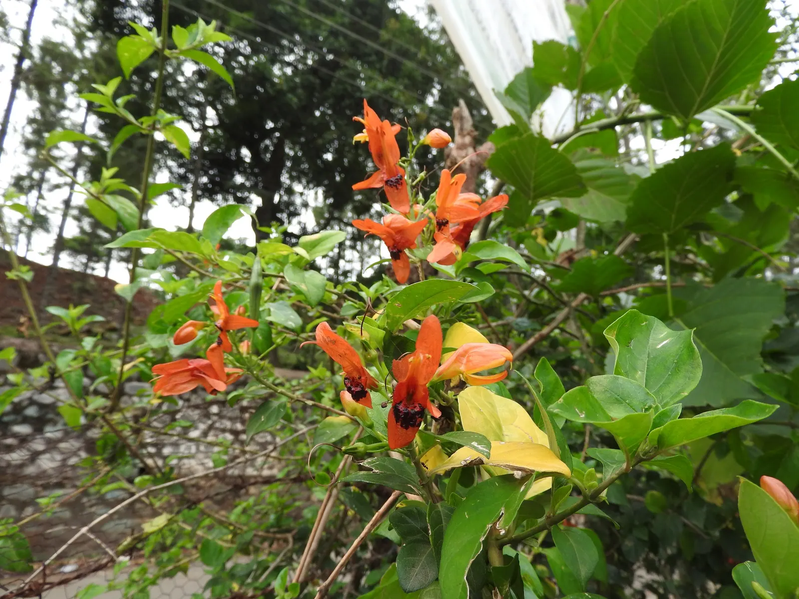 Rabbit Ears Plant (Ruttya Fruticosa) — allowing it to form a lush