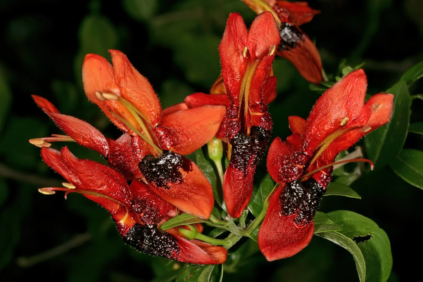 Rabbit Ears Plant (Ruttya Fruticosa) — adding dynamic wildlife interest to the setting