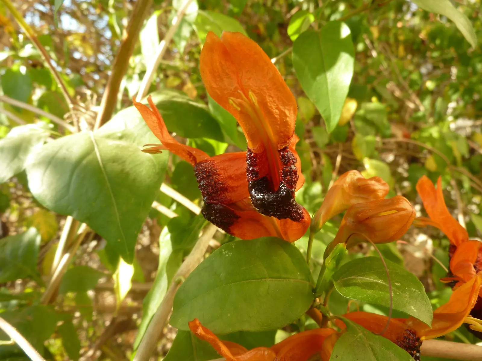 Rabbit Ears Plant (Ruttya Fruticosa) — Pruning maintains shape and encourages flowering; originating from Eastern Africa, image 53