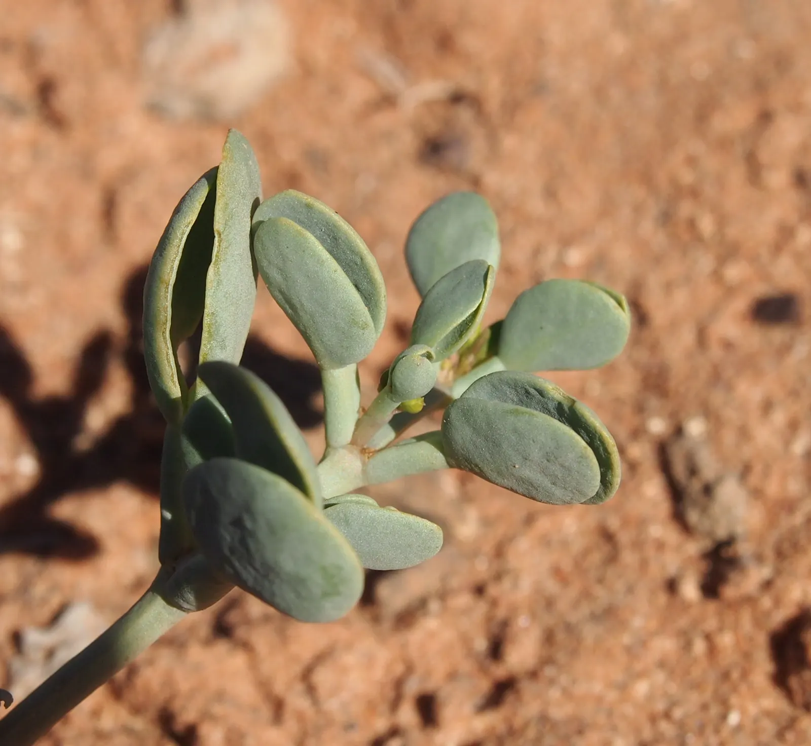 Rabbit Ears Plant (Ruttya Fruticosa) — this perennial is both heat-tolerant and relatively drought-resistant once established; offering a striking contrast to