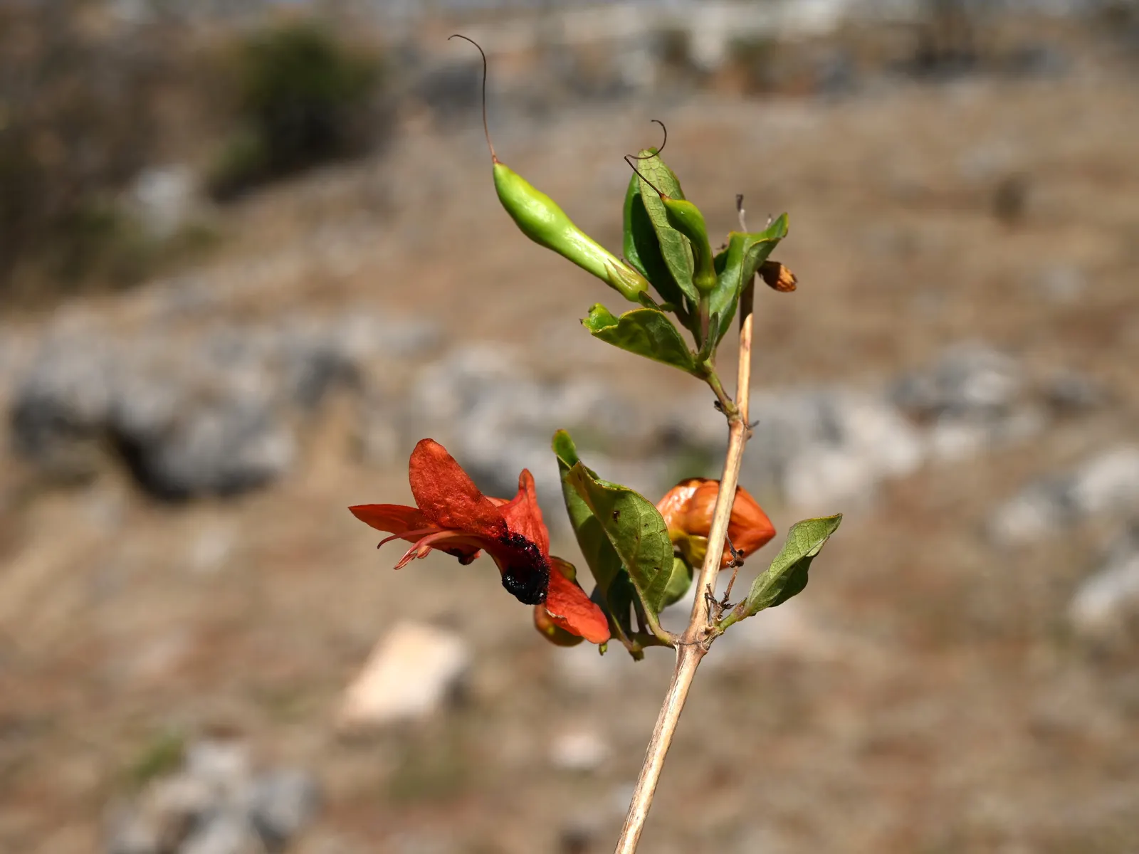 Rabbit Ears Plant (Ruttya Fruticosa) — Originating from Eastern Africa