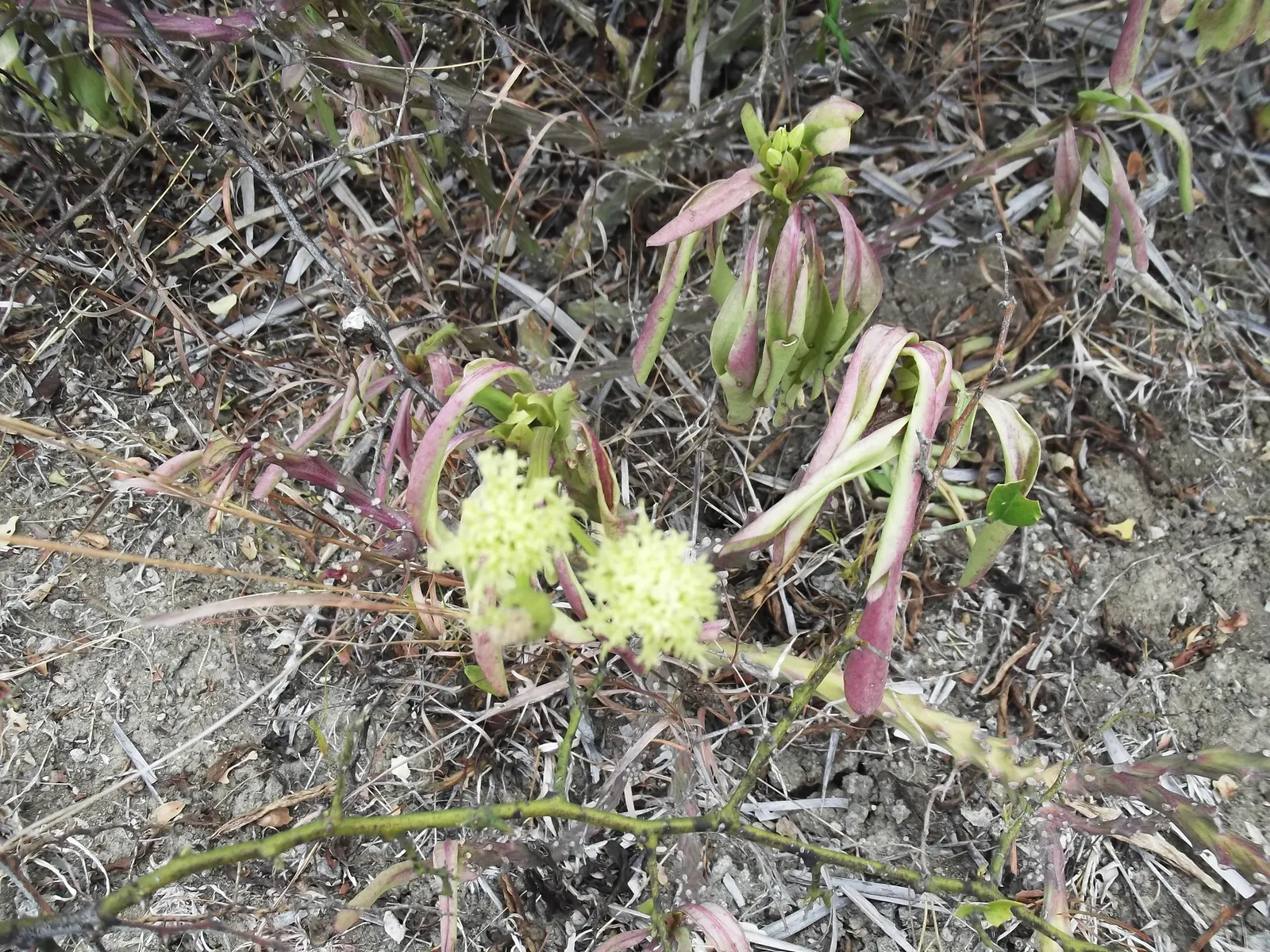 Rabbit Ears Plant (Ruttya Fruticosa) — Its rapid growth and drought tolerance make it ideal for striking accents or hedges in USDA zones 9-11; two-lipped