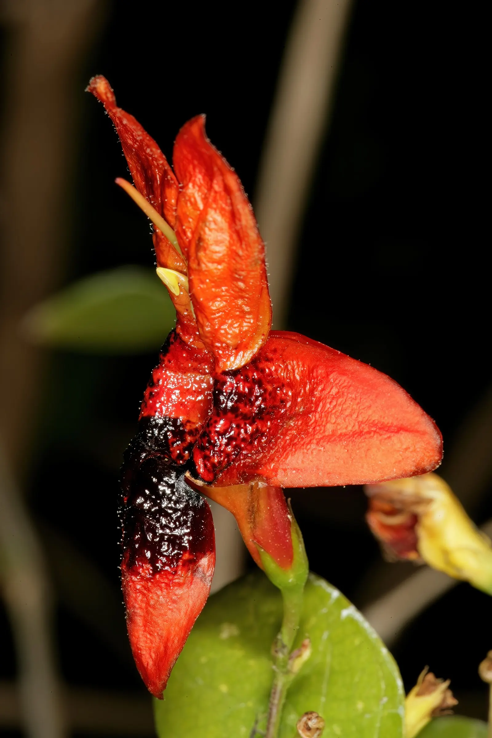 Rabbit Ears Plant (Ruttya Fruticosa) — Its showy flowers are not only visually striking but also attract hummingbirds and butterflies; preferring well-draining