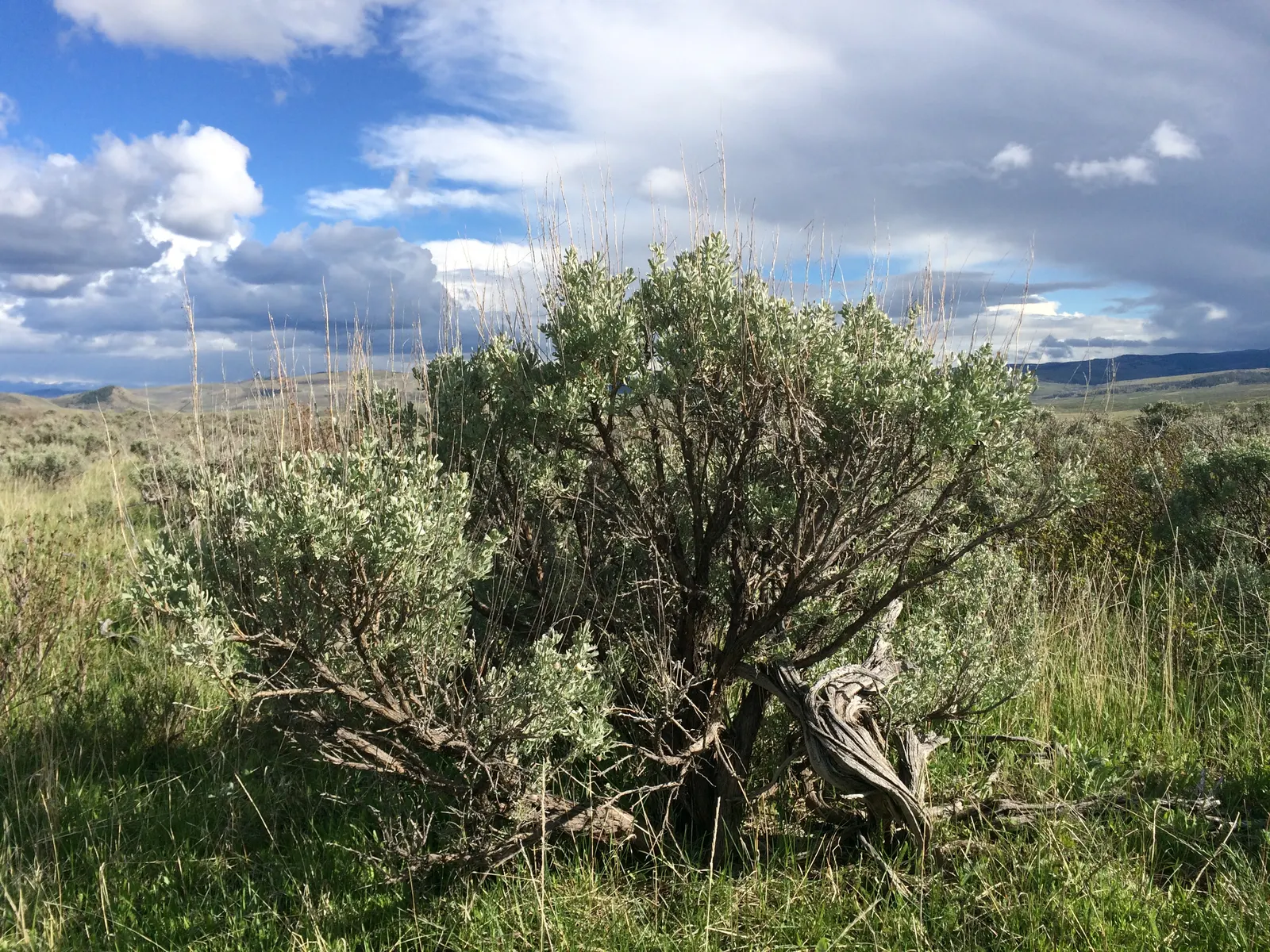 Rabbit Ears Plant (Ruttya Fruticosa) — It is best planted in well-drained soil with a pH ranging from neutral to slightly acidic; scientifically known as