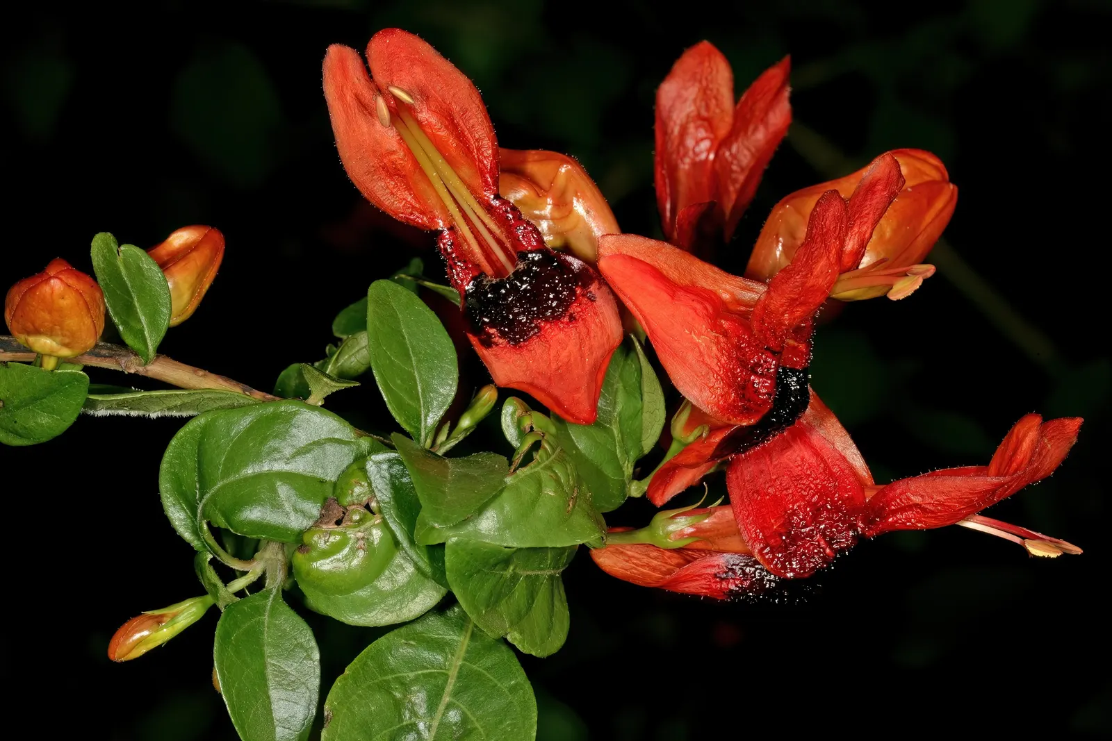 Rabbit Ears Plant (Ruttya Fruticosa) — dark green leaves that typically measure around 2 to 3 inches long