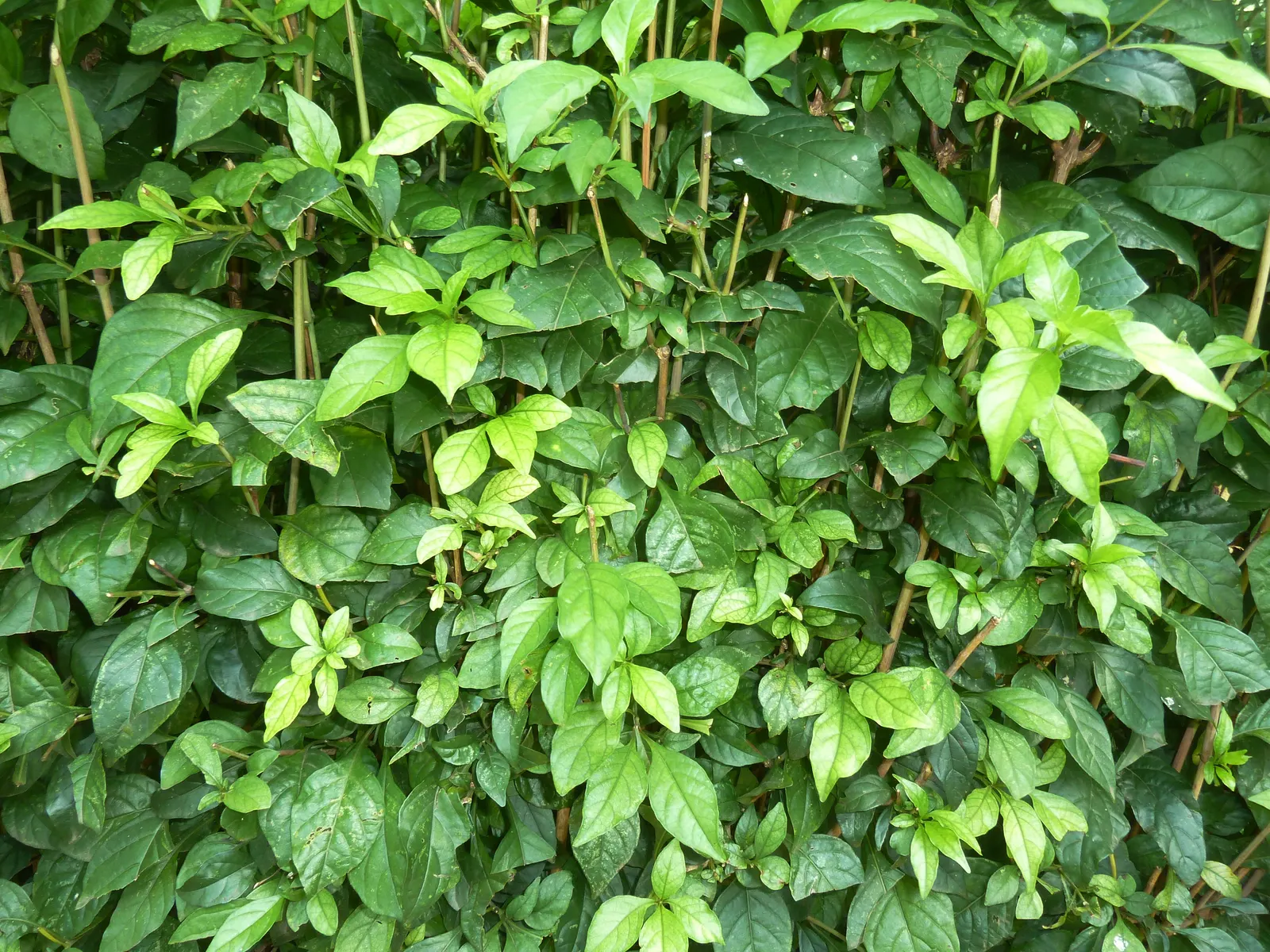 Rabbit Ears Plant (Ruttya Fruticosa) — Regular watering is crucial during the growing season; the plant blooms profusely from late spring until the first frost