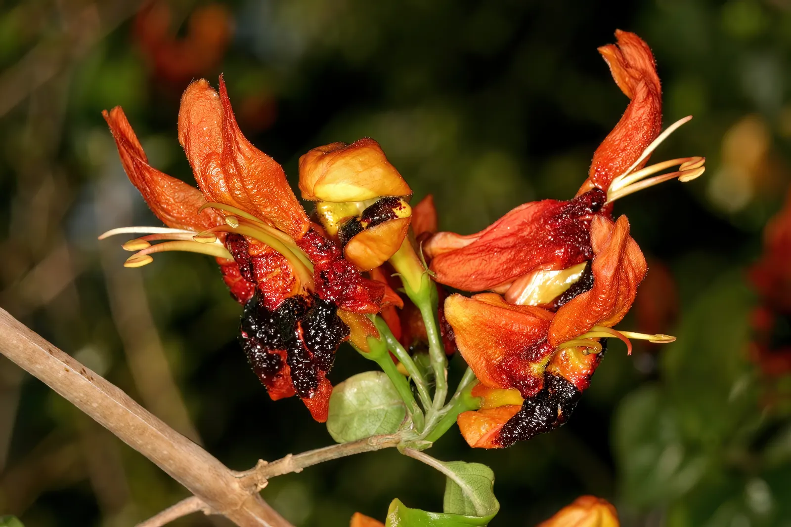 Rabbit Ears Plant (Ruttya Fruticosa) — The plant blooms profusely from late spring until the first frost; regular watering is crucial during the growing season