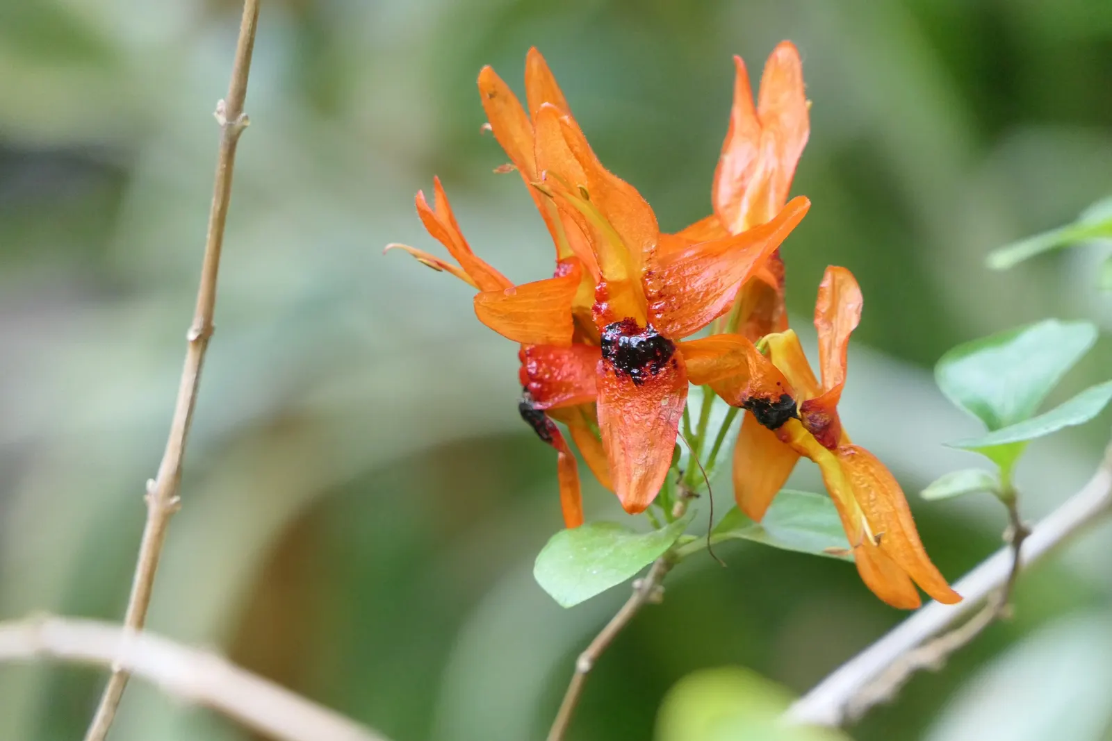 Rabbit Ears Plant (Ruttya Fruticosa) — It's important to note that while Rabbit Ears Plant is a stunner in the garden; though the plant does appreciate a