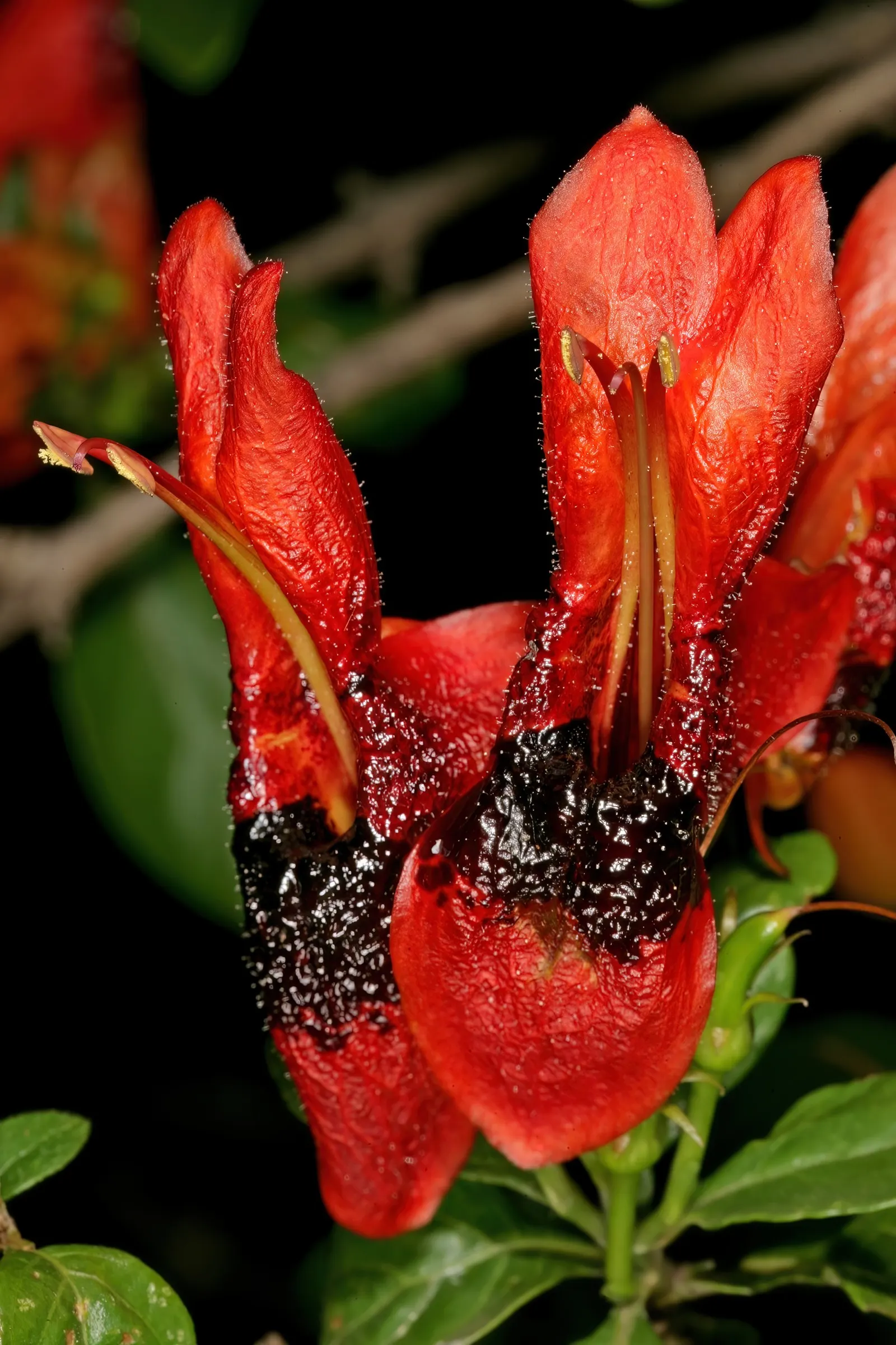 Rabbit Ears Plant (Ruttya Fruticosa) — perennial for full or half