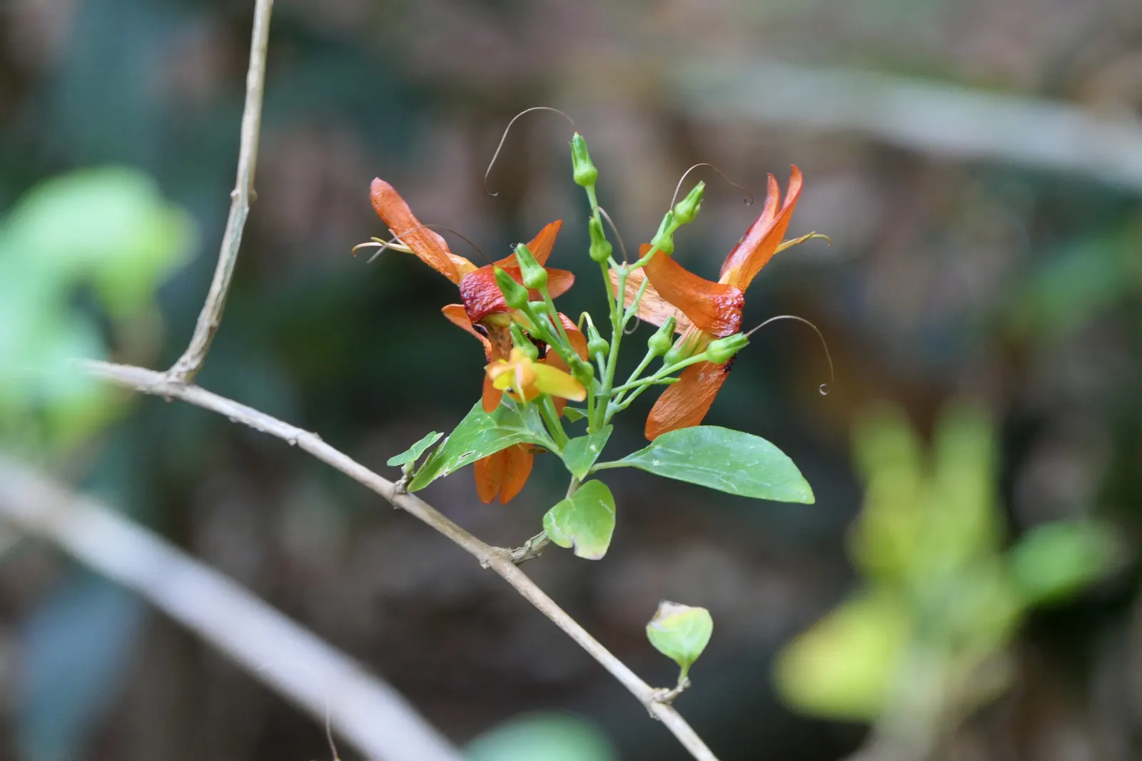 Rabbit Ears Plant (Ruttya Fruticosa) — offering a striking contrast to its peculiar flowers