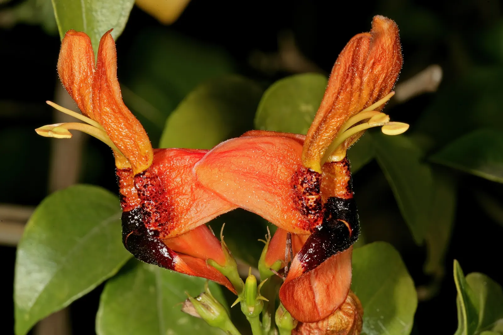 Rabbit Ears Plant (Ruttya Fruticosa) — allowing it to form a lush; adding dynamic wildlife interest to the setting, image 58