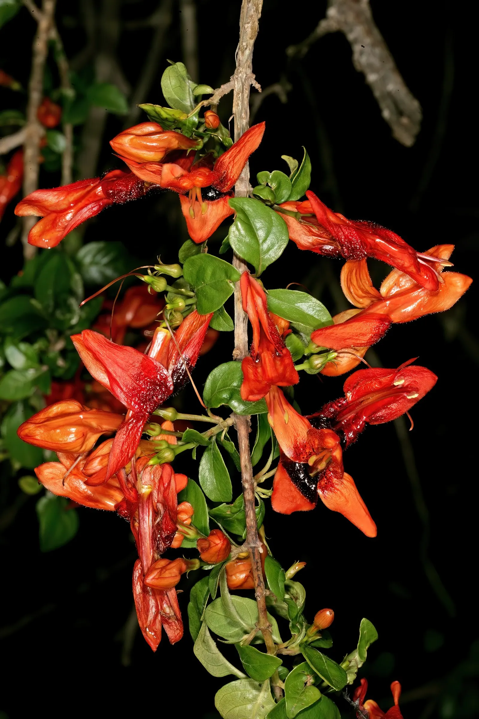 Rabbit Ears Plant (Ruttya Fruticosa) — scientifically known as Ruttya fruticosa