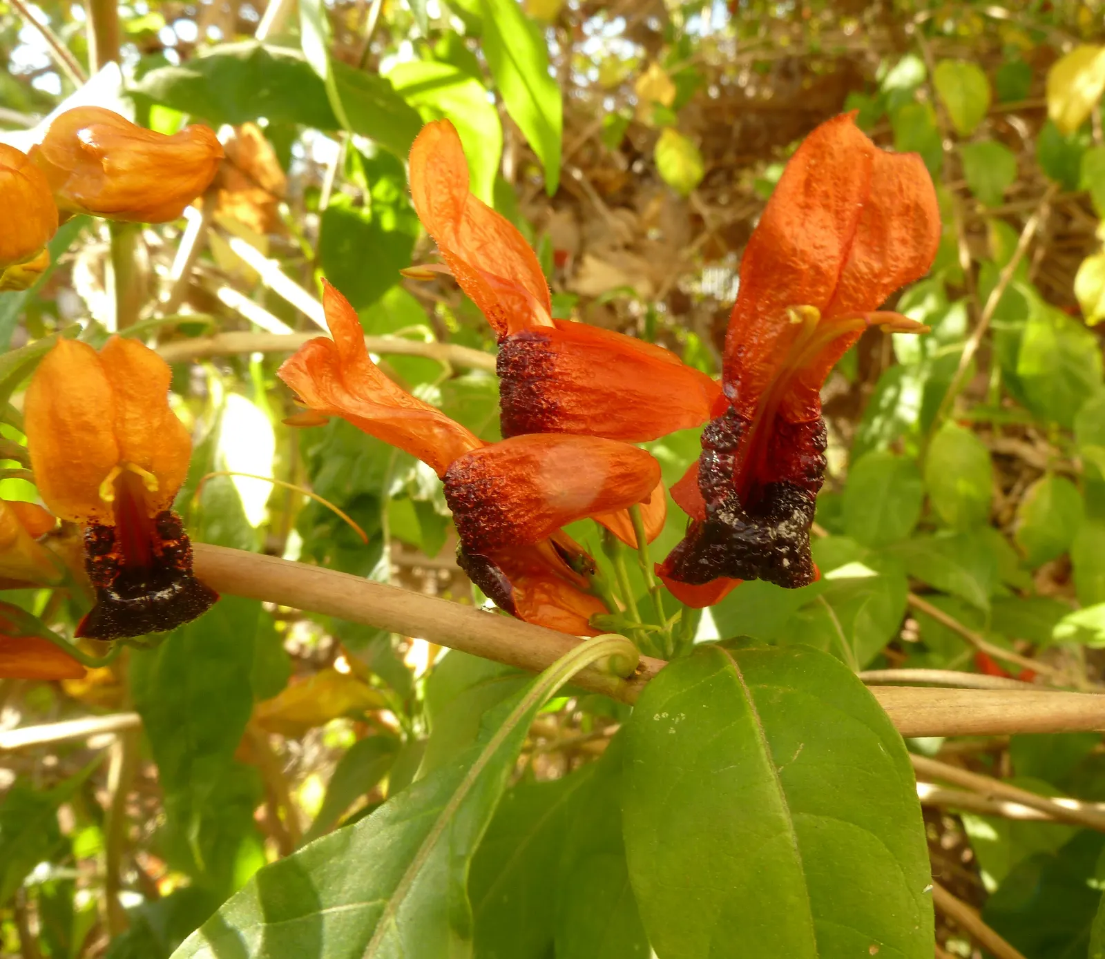 Rabbit Ears Plant (Ruttya Fruticosa) — Regular watering is crucial during the growing season