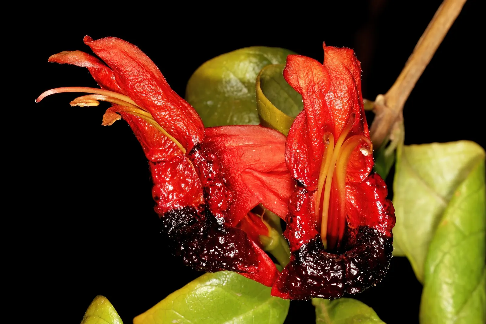 Rabbit Ears Plant (Ruttya Fruticosa) — two-lipped flowers resembling rabbit ears