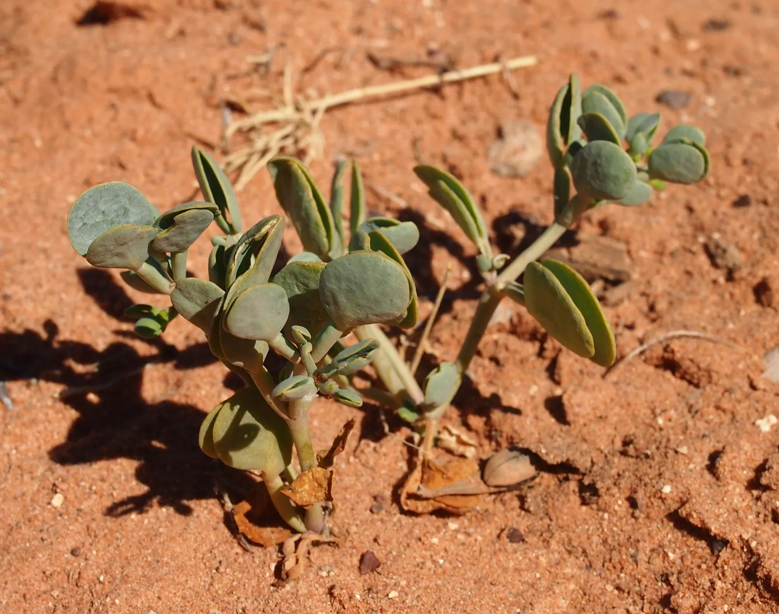 Rabbit Ears Plant (Ruttya Fruticosa) — Pruning maintains shape and encourages flowering; originating from Eastern Africa