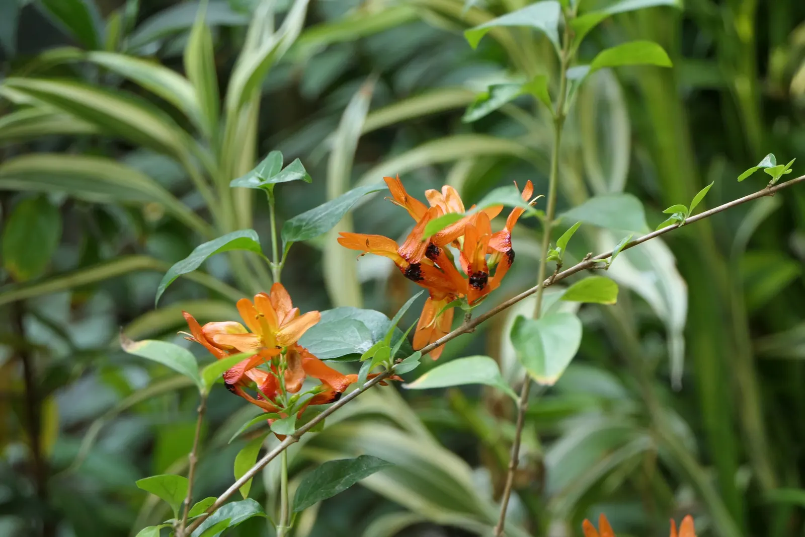 Rabbit Ears Plant (Ruttya Fruticosa) — scientifically known as Ruttya fruticosa; it is best planted in well-drained soil with a pH ranging from neutral to