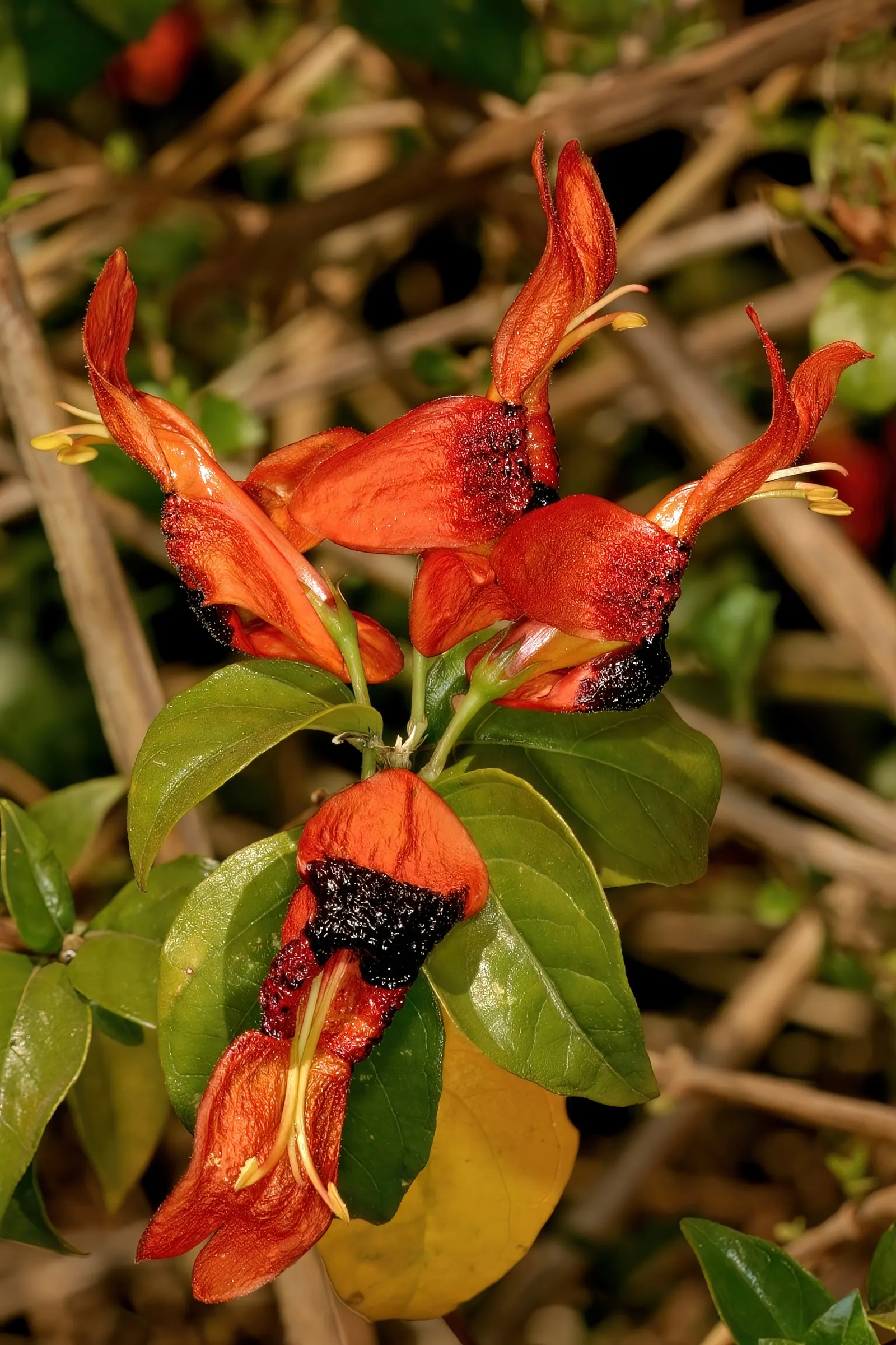 Rabbit Ears Plant (Ruttya Fruticosa) — It is best planted in well-drained soil with a pH ranging from neutral to slightly acidic