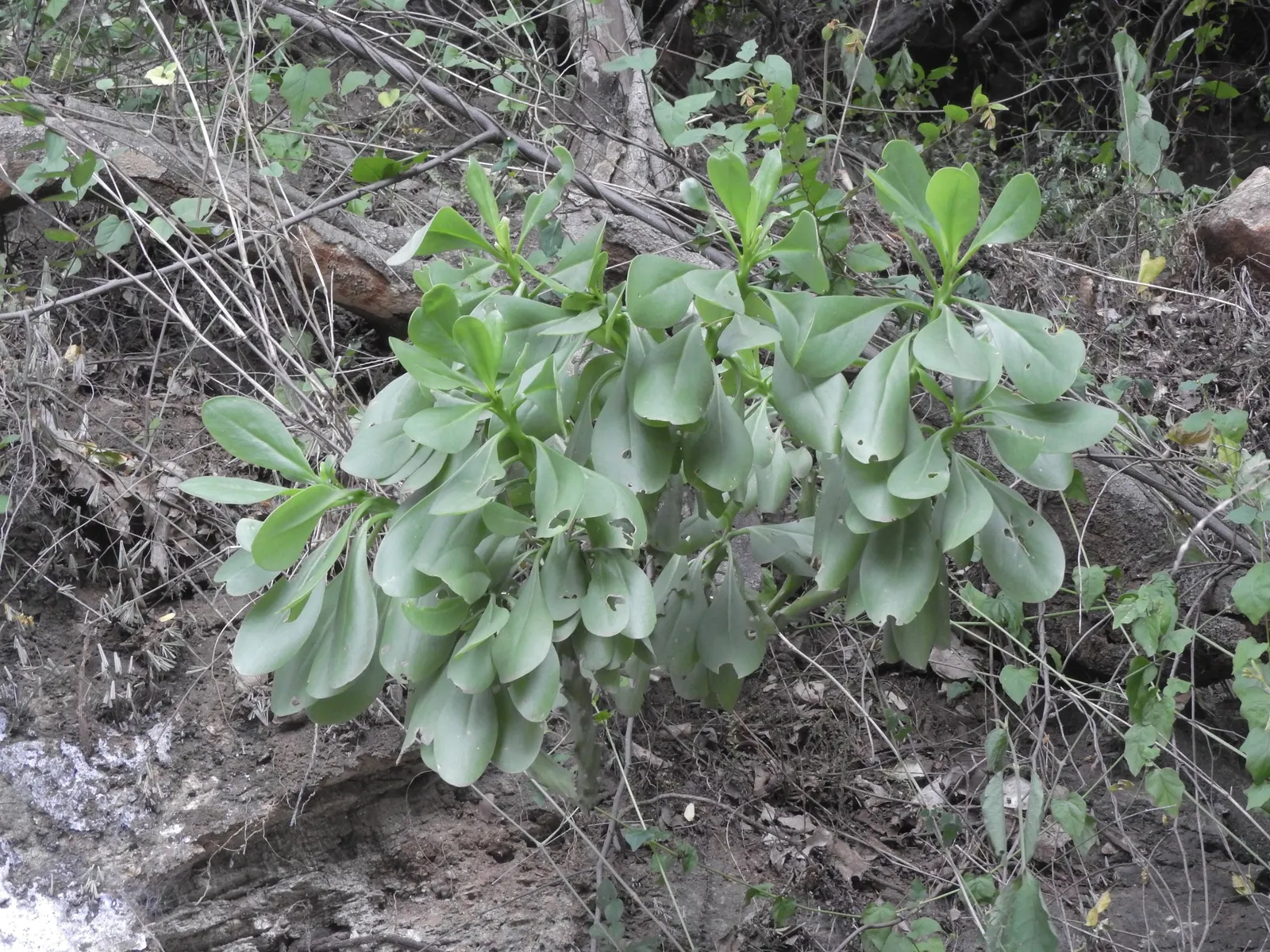 Rabbit Ears Plant (Ruttya Fruticosa) — dark green leaves that typically measure around 2 to 3 inches long; thriving in full sun to partial shade, it reaches