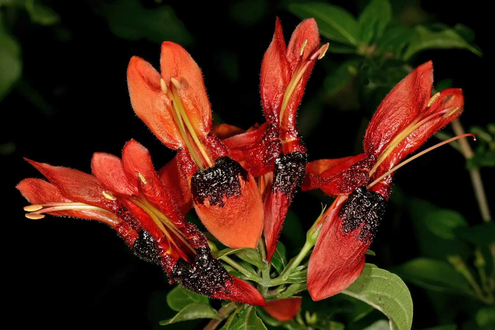 Rabbit Ears Plant (Ruttya Fruticosa) — though the plant does appreciate a reduction in moisture during the cooler months