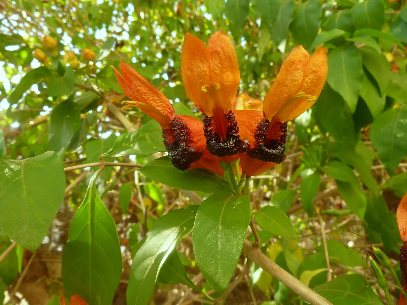 Rabbit Ears Plant (Ruttya Fruticosa) — offering a striking contrast to its peculiar flowers; this perennial is both heat-tolerant and relatively