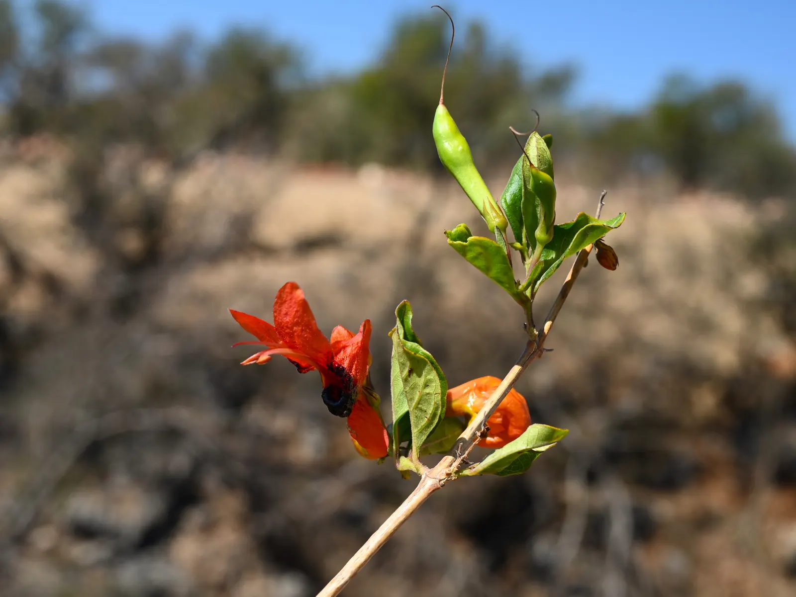 Rabbit Ears Plant (Ruttya Fruticosa) — adding dynamic wildlife interest to the setting; allowing it to form a lush