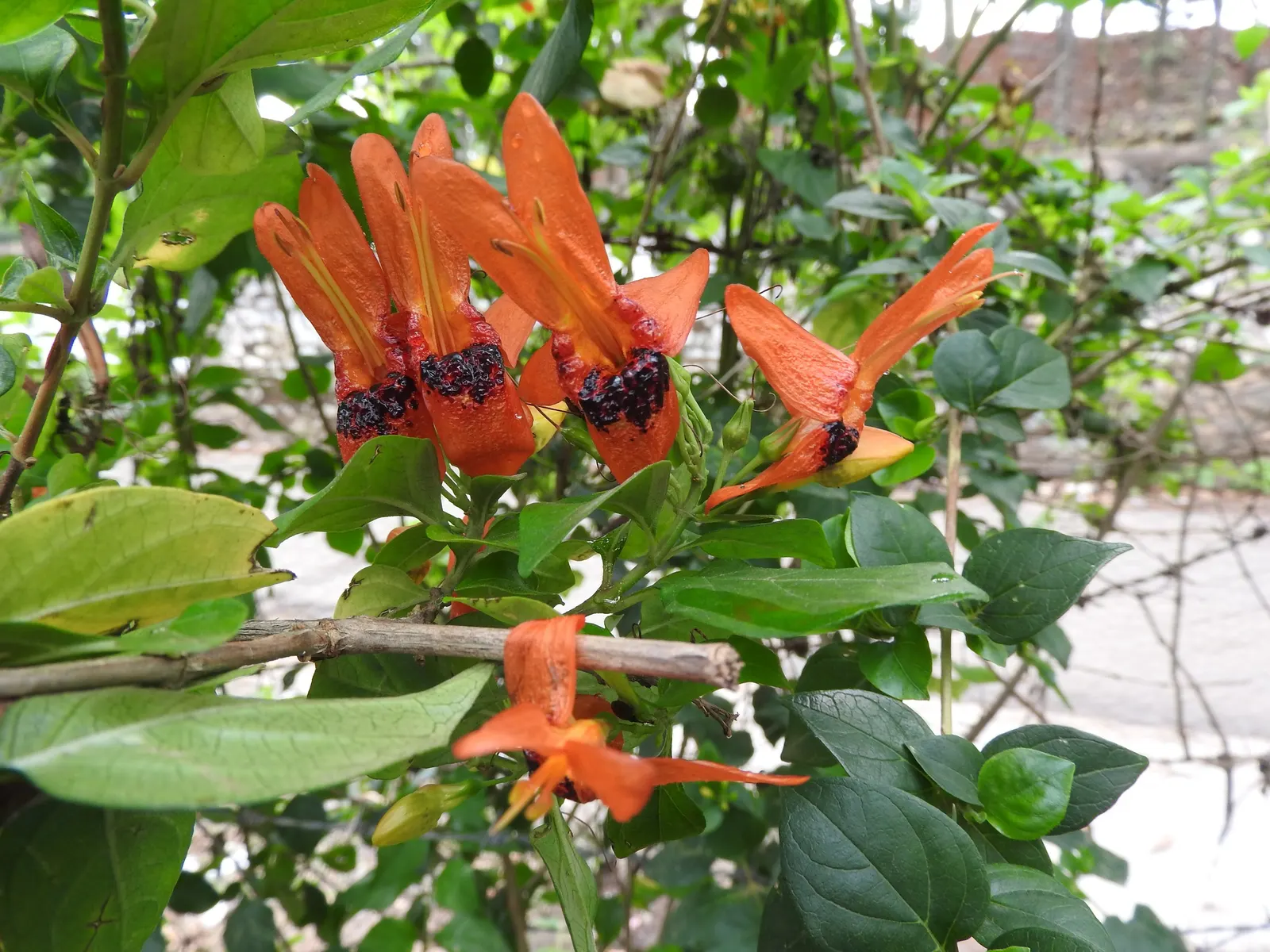 Rabbit Ears Plant (Ruttya Fruticosa) — The plant blooms profusely from late spring until the first frost
