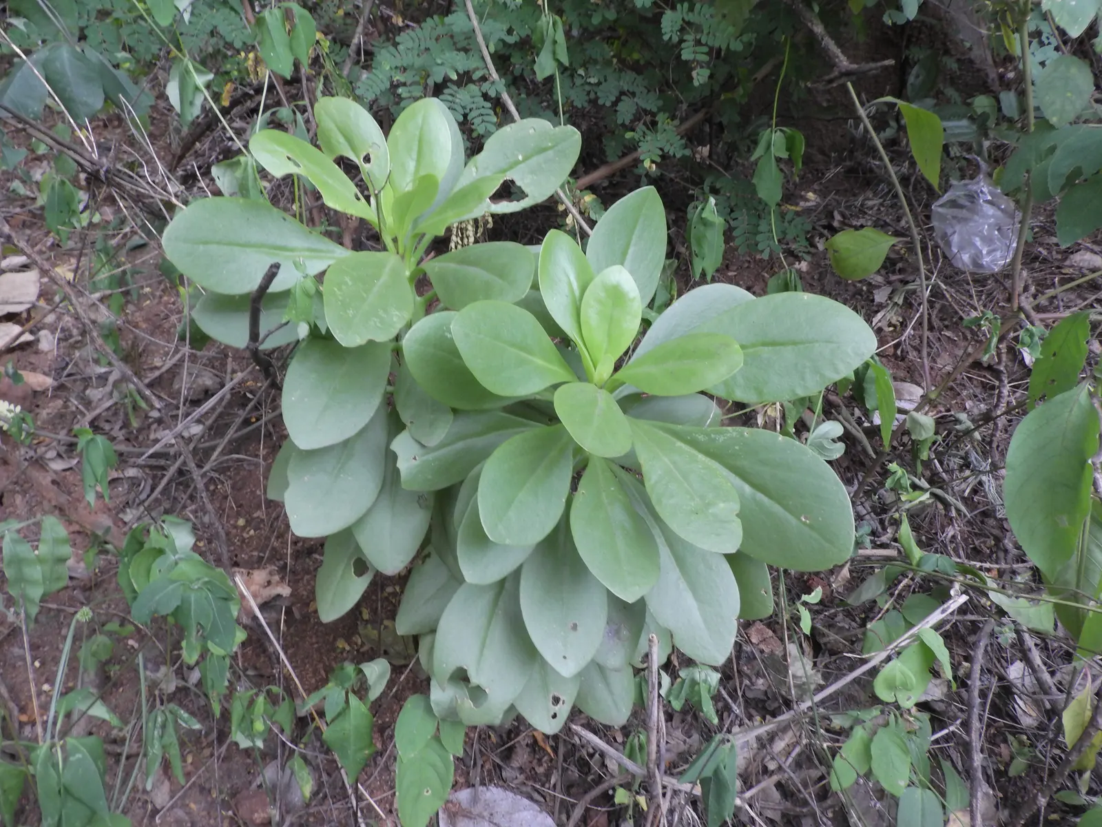 Rabbit Ears Plant (Ruttya Fruticosa) — Originating from Eastern Africa; pruning maintains shape and encourages flowering