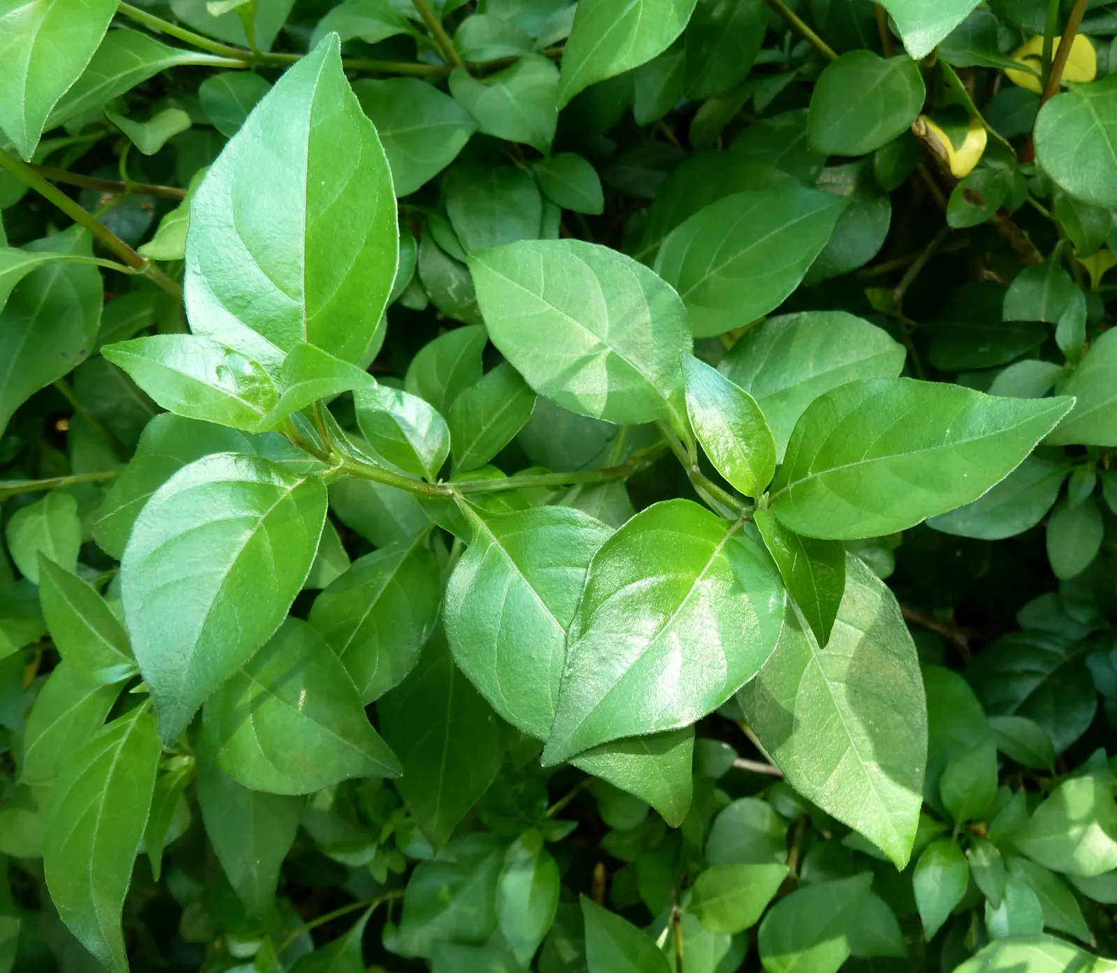 Rabbit Ears Plant (Ruttya Fruticosa) — Its rapid growth and drought tolerance make it ideal for striking accents or hedges in USDA zones 9-11