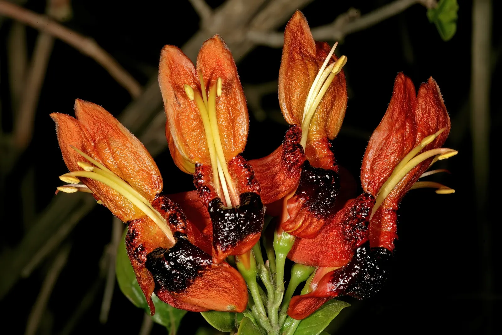Rabbit Ears Plant (Ruttya Fruticosa) — Preferring well-draining soil, this evergreen offers continuous blooms mainly in summer and fall; its showy, image 51
