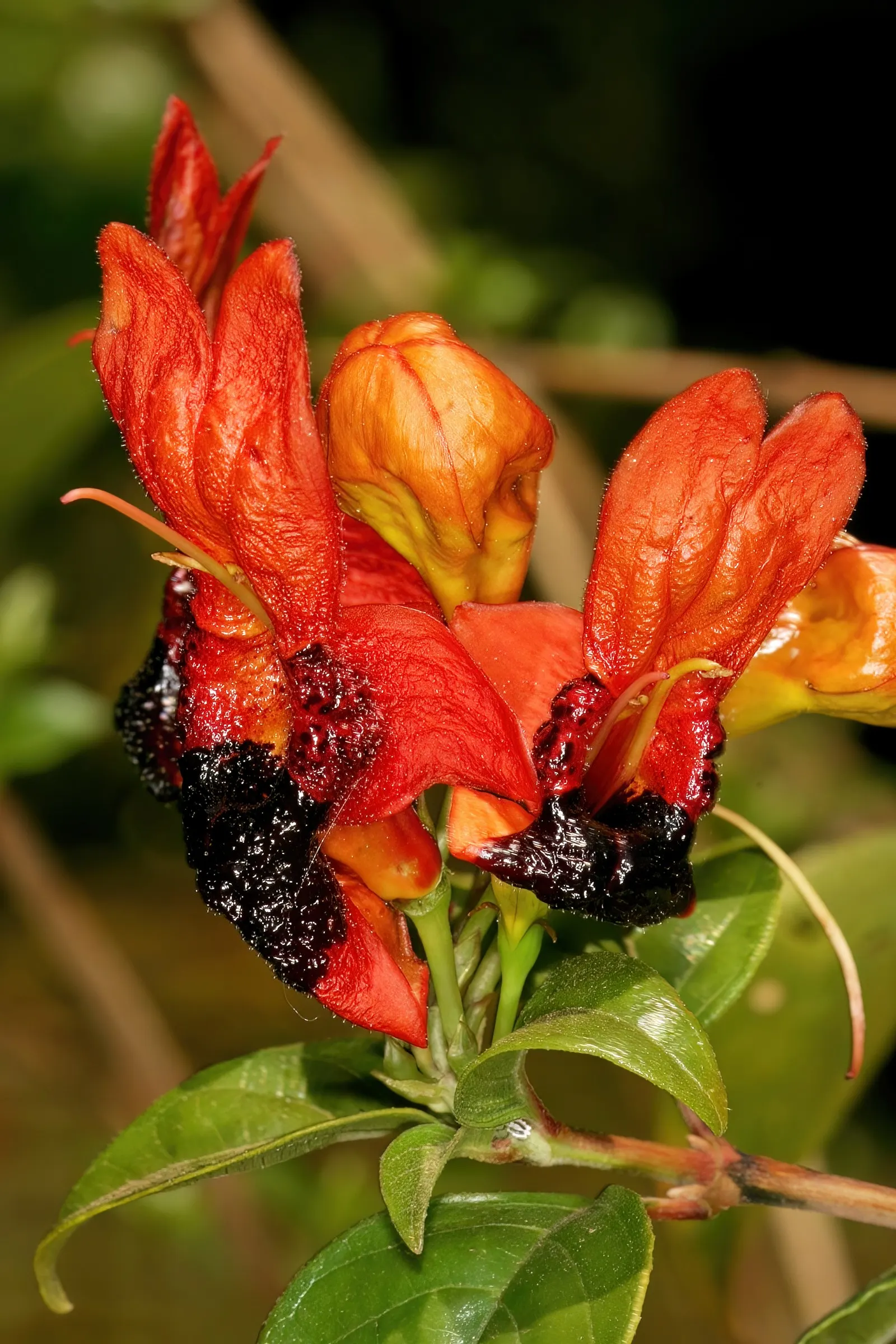 Rabbit Ears Plant (Ruttya Fruticosa) — Thriving in full sun to partial shade, it reaches 3-5 feet in height and width; dark green leaves that, image 50
