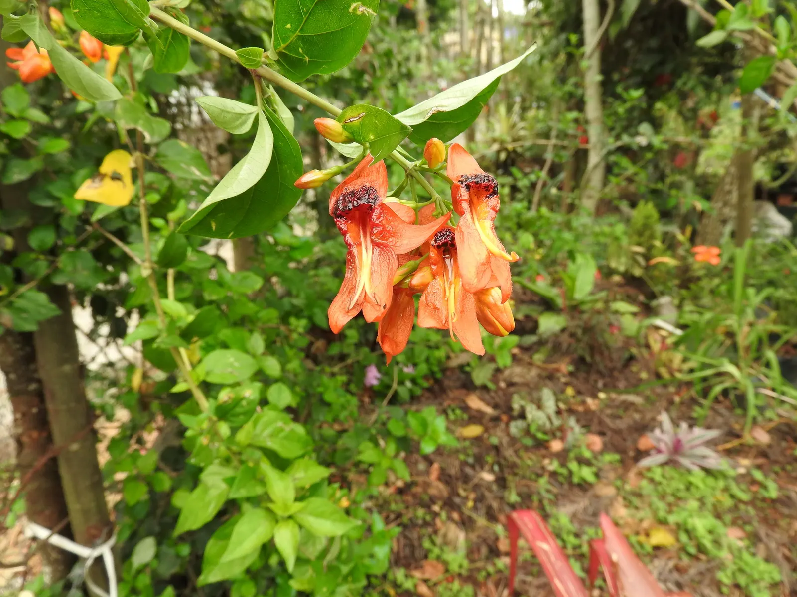 Rabbit Ears Plant (Ruttya Fruticosa) — Originating from Eastern Africa; pruning maintains shape and encourages flowering, image 56