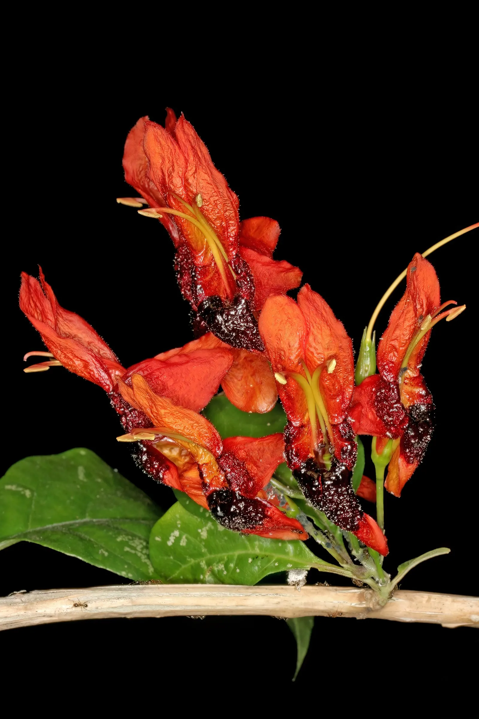Rabbit Ears Plant (Ruttya Fruticosa) — this perennial is both heat-tolerant and relatively drought-resistant once established; offering a striking, image 57
