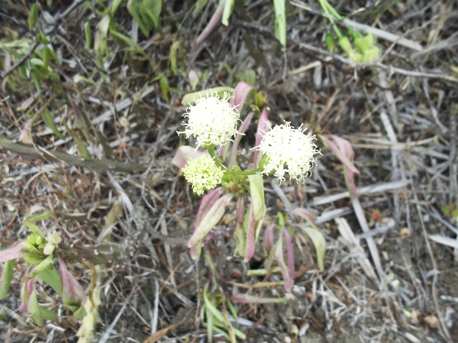 Rabbit Ears Plant (Ruttya Fruticosa) — Preferring well-draining soil, this evergreen offers continuous blooms mainly in summer and fall