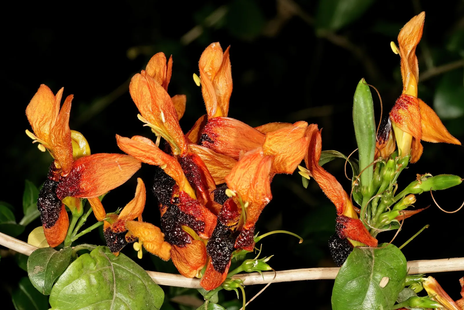 Rabbit Ears Plant (Ruttya Fruticosa) — Preferring well-draining soil, this evergreen offers continuous blooms mainly in summer and fall; its showy flowers are