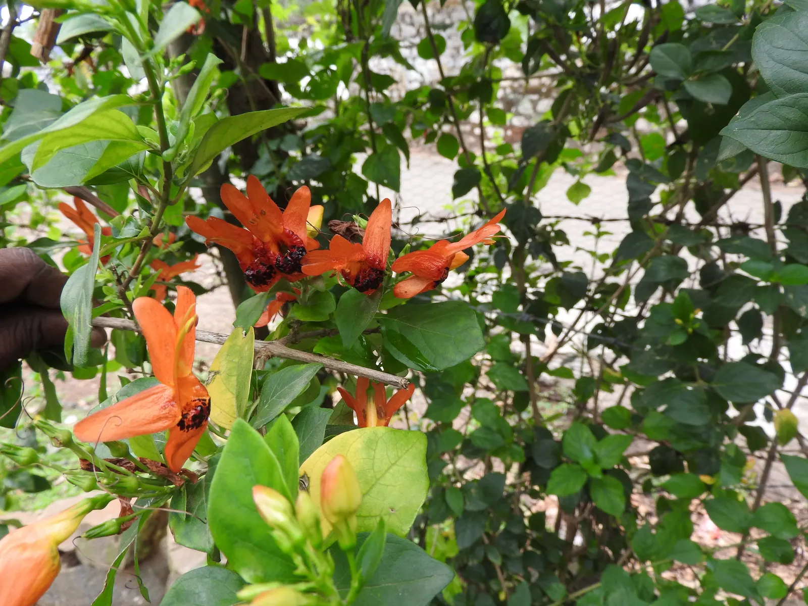 Rabbit Ears Plant (Ruttya Fruticosa) — is an enchanting shrub that presents a distinctive and vibrant addition to any landscape design