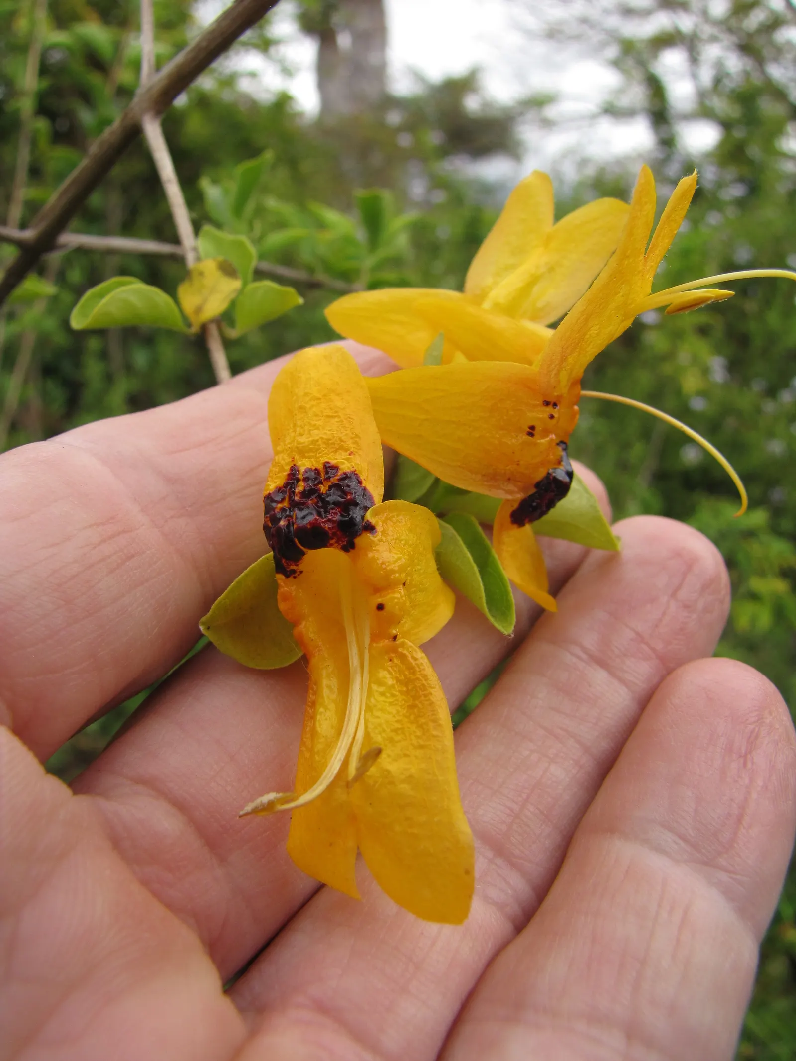 Rabbit Ears Plant (Ruttya Fruticosa) — Pruning maintains shape and encourages flowering