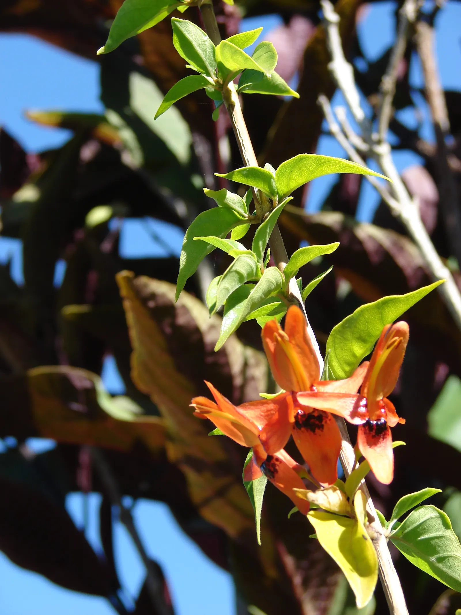 Rabbit Ears Plant (Ruttya Fruticosa) — offering a striking contrast to its peculiar flowers; this perennial is both heat-tolerant and relatively, image 60