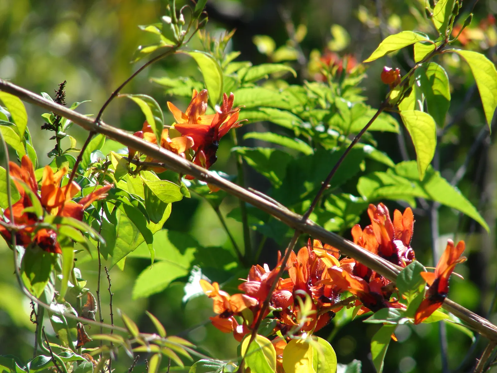 Rabbit Ears Plant (Ruttya Fruticosa) — this perennial is both heat-tolerant and relatively drought-resistant once established