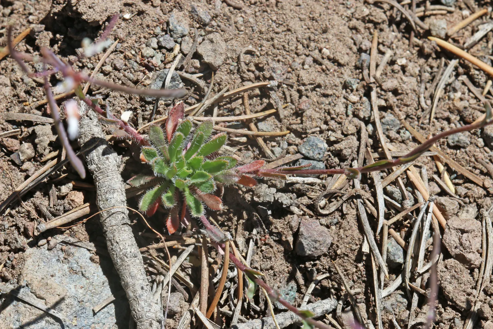 Rabbit Ears Plant (Ruttya Fruticosa) — though the plant does appreciate a reduction in moisture during the cooler months; it's important to note that while