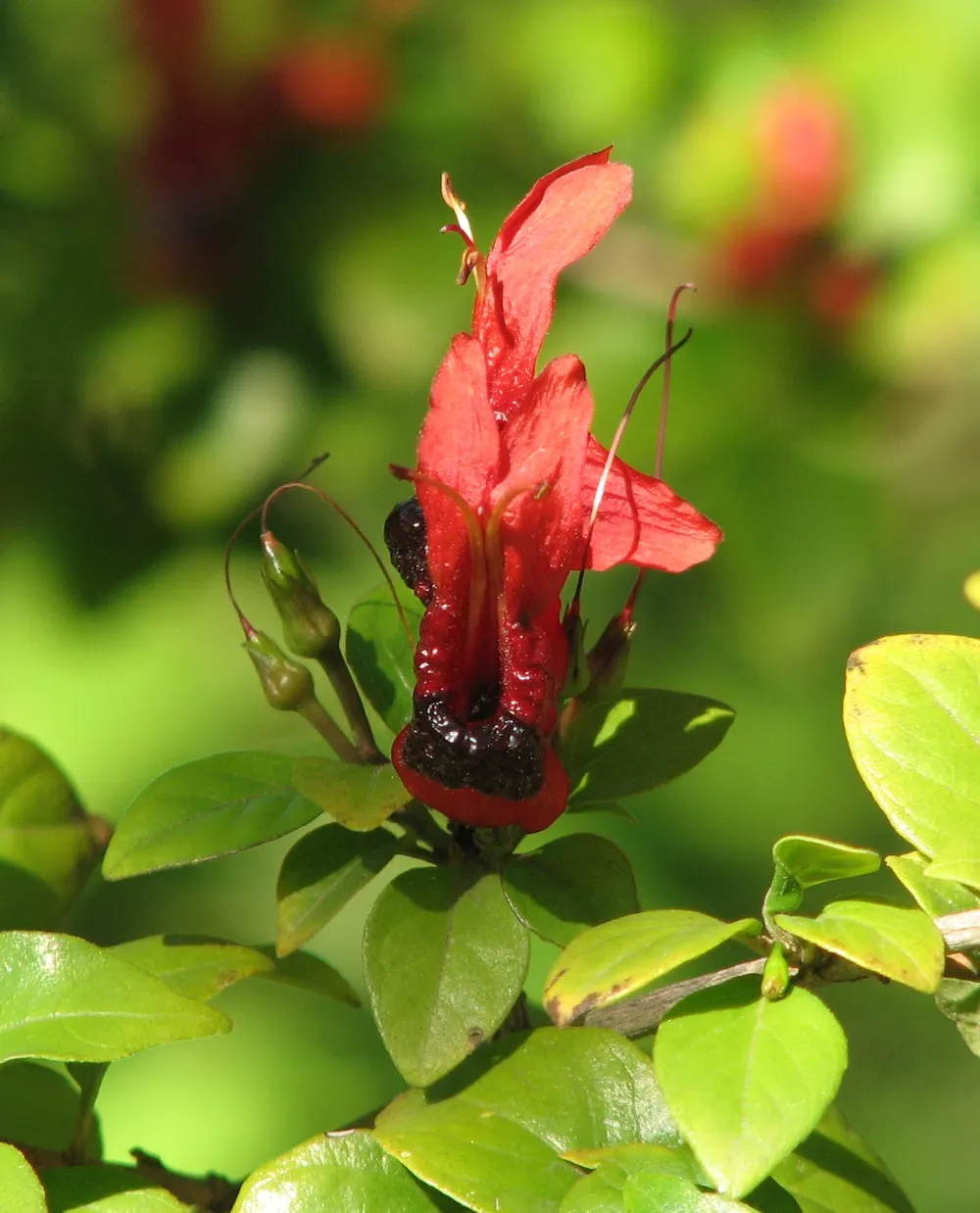 Rabbit Ears Plant (Ruttya Fruticosa) — Thriving in full sun to partial shade, it reaches 3-5 feet in height and width; dark green leaves that typically measure