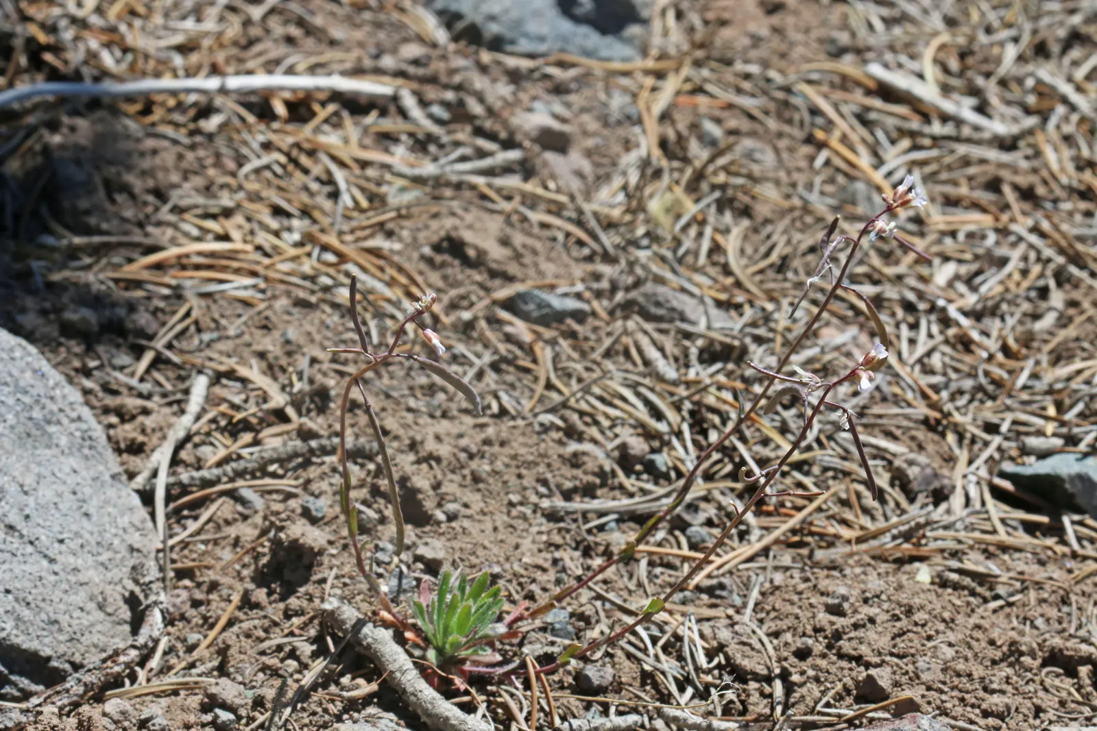Rabbit Ears Plant (Ruttya Fruticosa) — it should be handled carefully as it is toxic when ingested; perennial for full or half