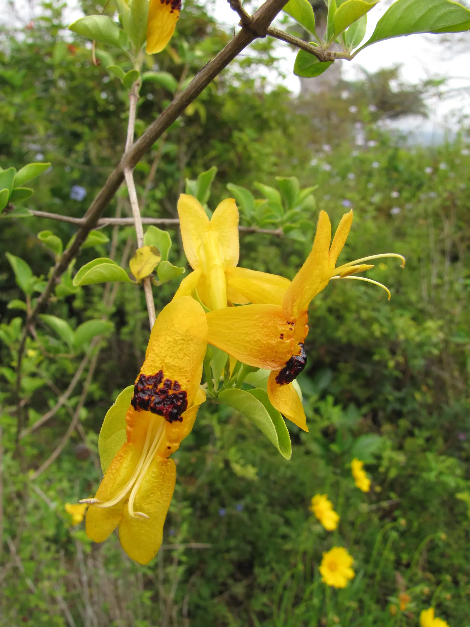 Rabbit Ears Plant (Ruttya Fruticosa) — scientifically known as Ruttya fruticosa; it is best planted in well-drained soil with a pH ranging from, image 54
