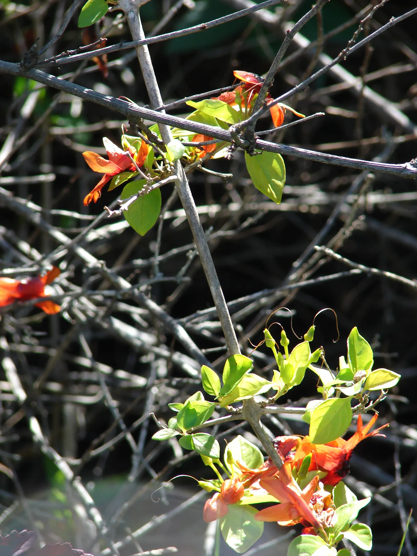 Rabbit Ears Plant (Ruttya Fruticosa) — it should be handled carefully as it is toxic when ingested
