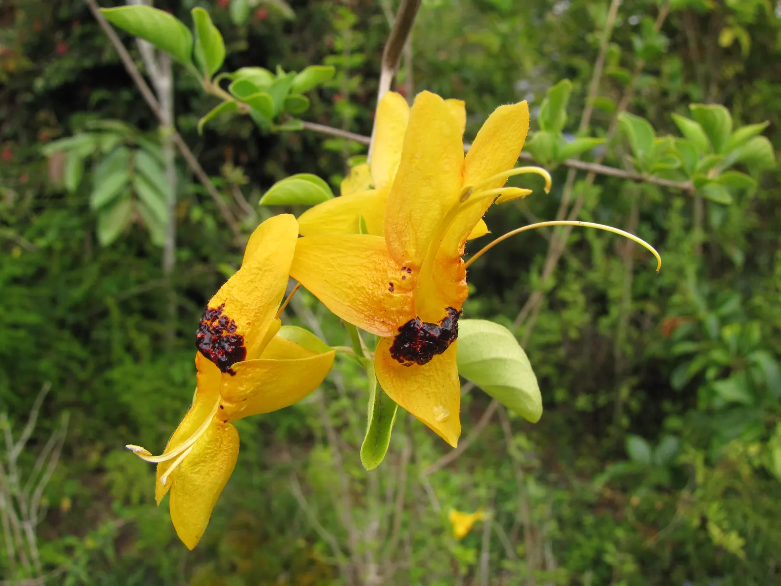 Rabbit Ears Plant (Ruttya Fruticosa) — is an enchanting shrub that presents a distinctive and vibrant addition to any landscape design; orange, image 55