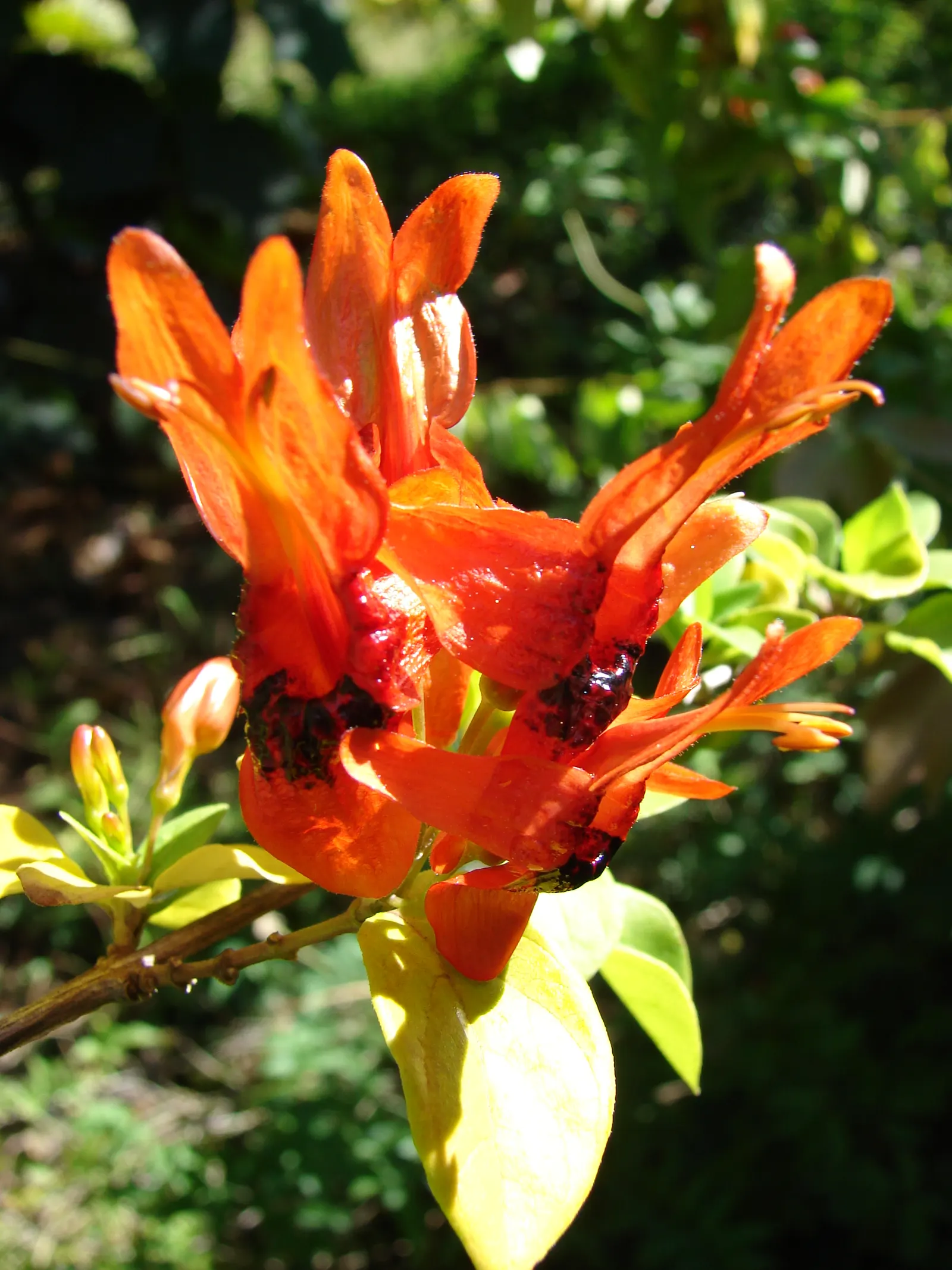 Rabbit Ears Plant (Ruttya Fruticosa) — dark green leaves that typically measure around 2 to 3 inches long; thriving in full sun to partial shade, image 59