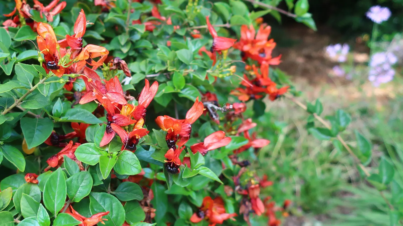 Rabbit Ears Plant (Ruttya Fruticosa) — two-lipped flowers resembling rabbit ears; its rapid growth and drought tolerance make it ideal for striking, image 49