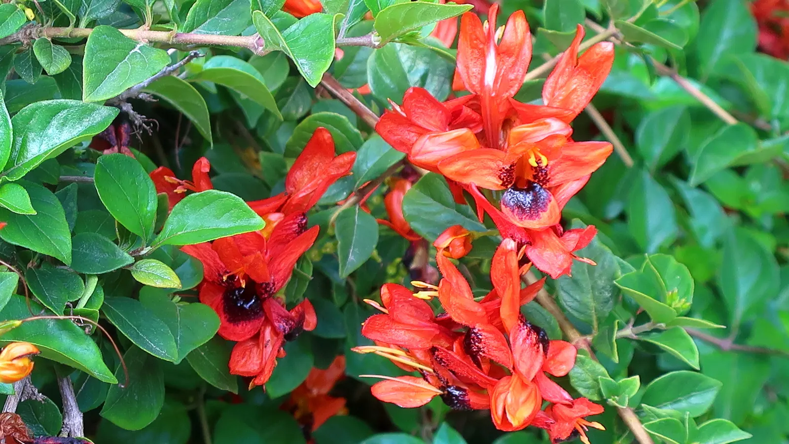 Rabbit Ears Plant (Ruttya Fruticosa) — orange flowers in the garden; is an enchanting shrub that presents a distinctive and vibrant addition to any landscape